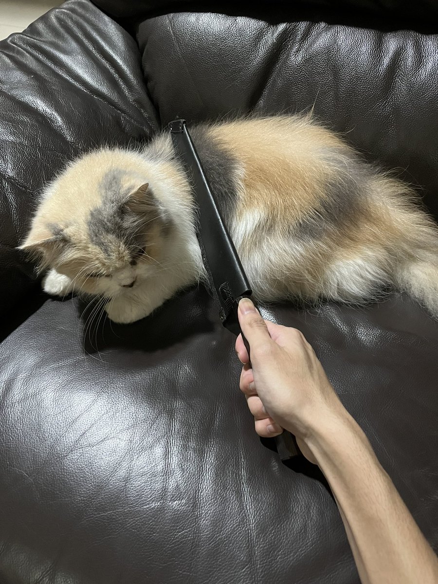 Cara membuat nasi kucing:
1. Siapkan dan cincang kucing yang sudah dewasa