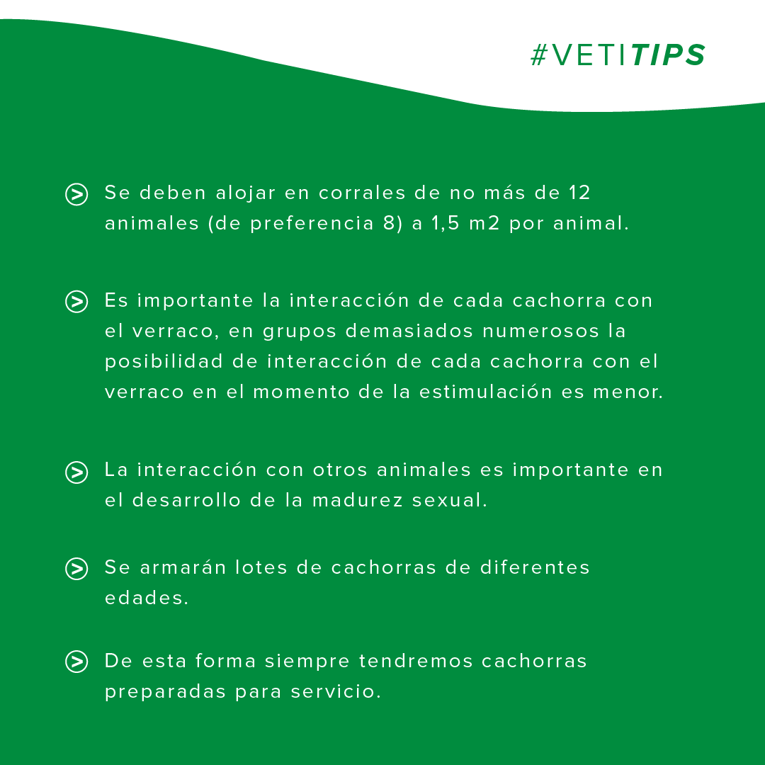 vetifarma's tweet photo. #VetiTips
Les compartimos una serie de consejos y recomendaciones que deberán tener en cuenta en el alojamiento de las cachorras.
Ante cualquier duda, consulte a nuestro equipo técnico o al especialista más cercano a su establecimiento. https://t.co/gEzROPIn3O