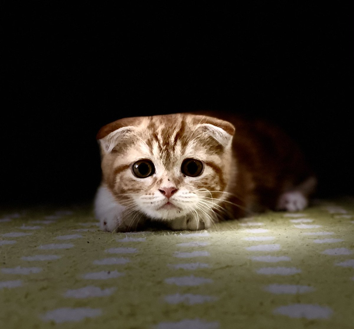 Budsfath's tweet photo. @binance #BinanceCat https://t.co/M0tqoXPqTs