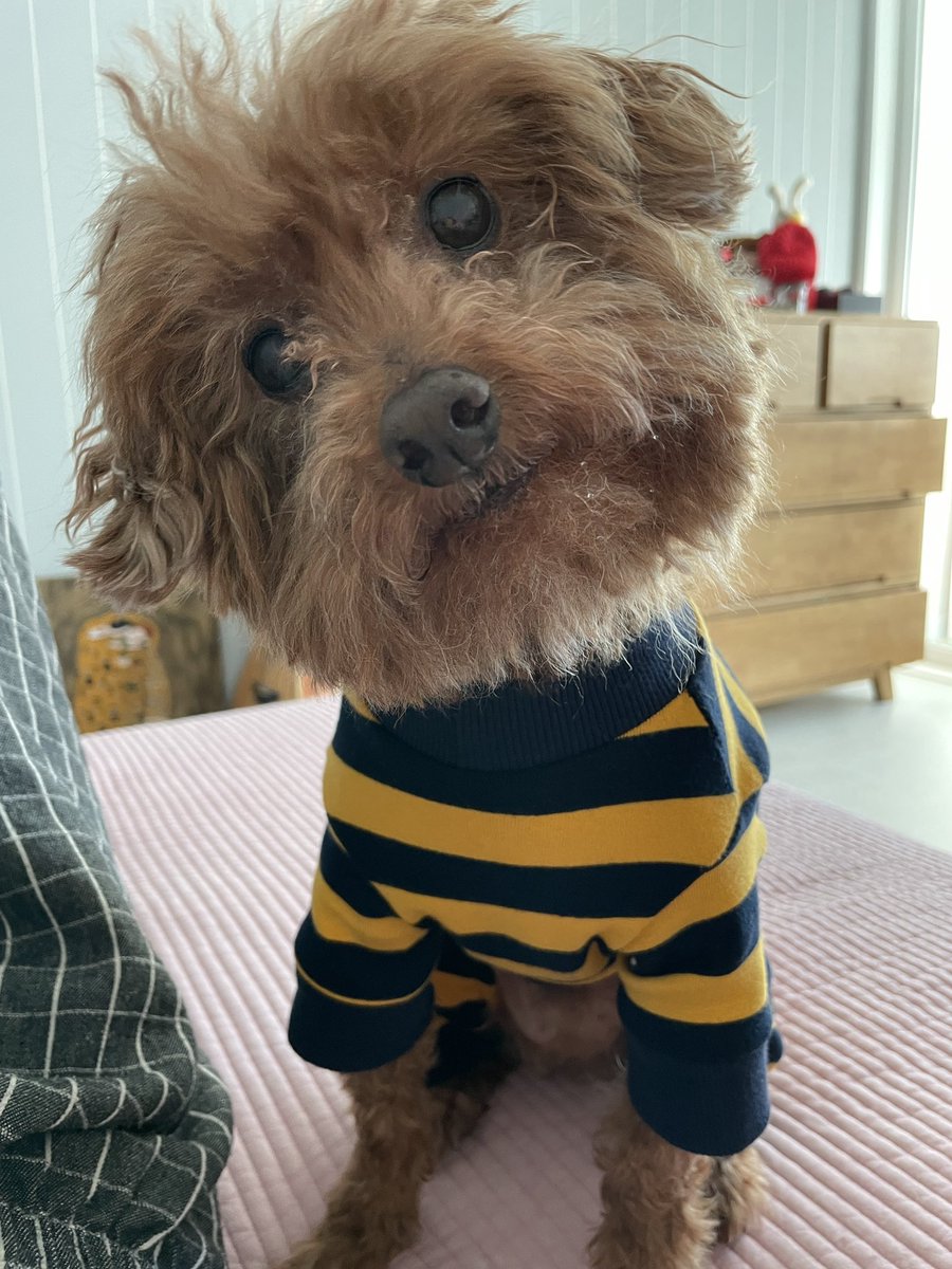 ChocoBaak's tweet photo. 갸우뚱 https://t.co/BuZOUMGPIk