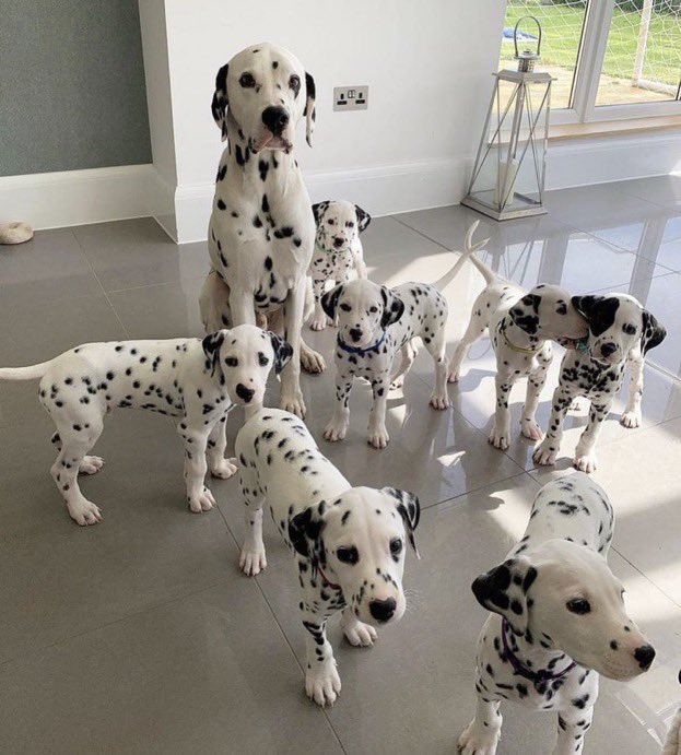 NecesitoUnPerro's tweet photo. Son tan hermosos que me los robaría a todos!!!👉❤ https://t.co/IB4OEuyvNa