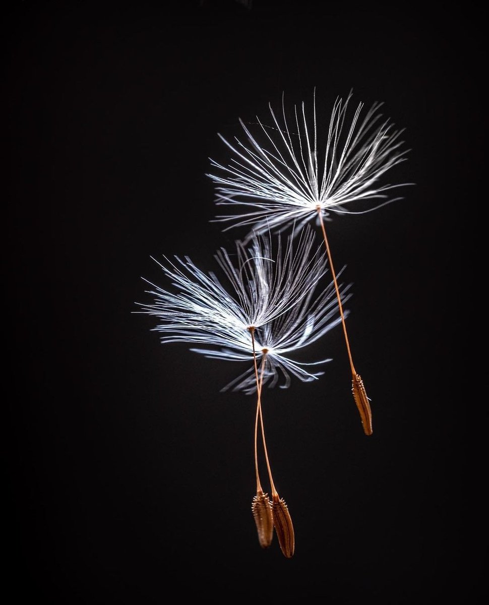 arboles_magicos's tweet image. Esta fotografía de Marika Grob para Macrografie me ha parecido, sencillamente, fascinante.