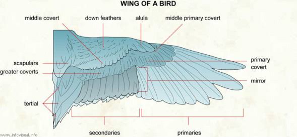 Alas перевод. Строение крыла. Строение крыла птицы. Крыло птицы строение. Структура птичьего крыла.