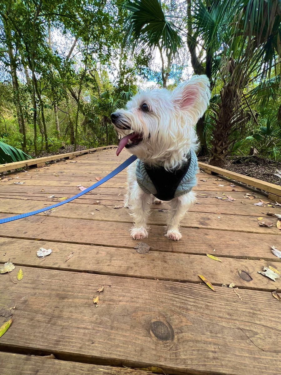 ka_flood's tweet photo. 🐶♥️🌴 https://t.co/WqxPqcuom9