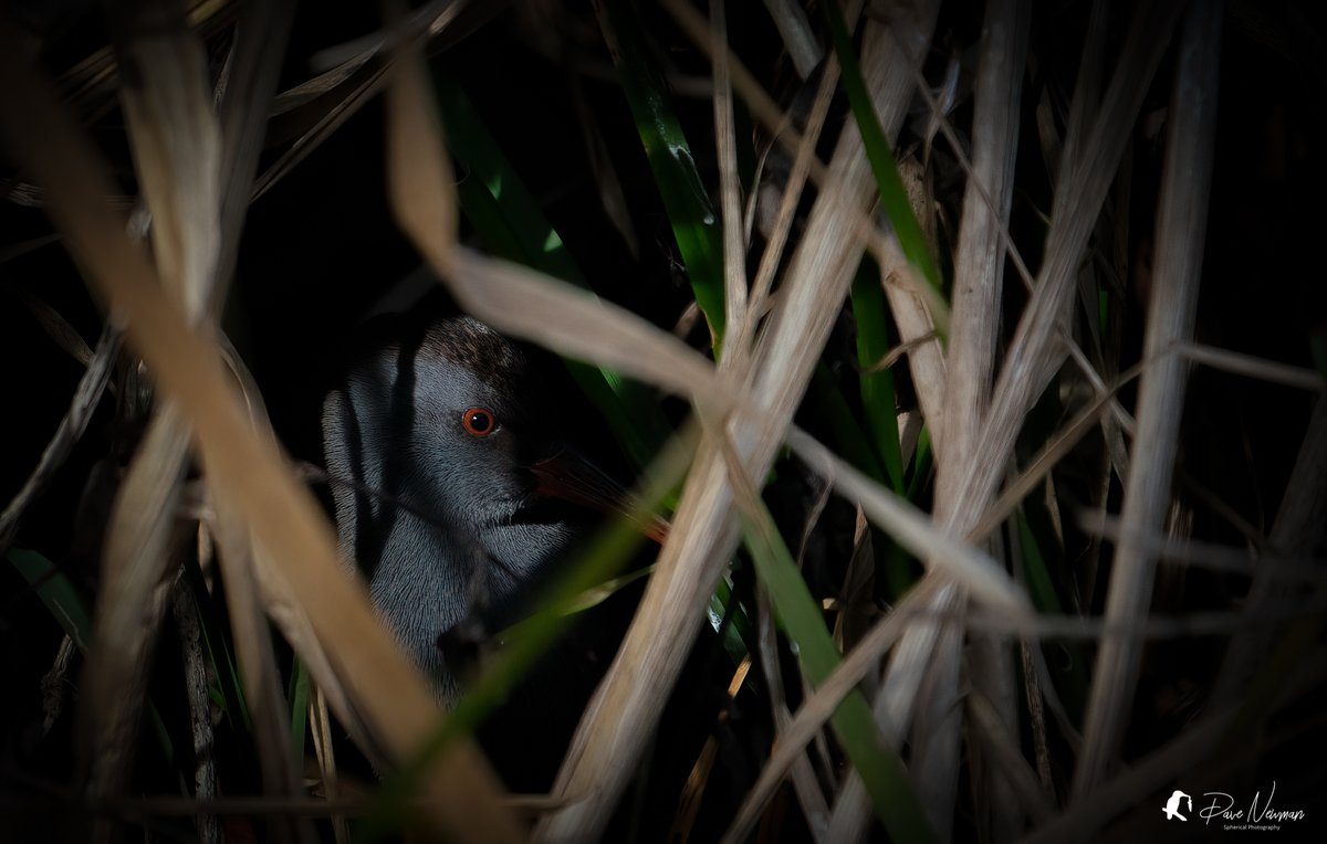 DaveSpherical's tweet image. When the Water Rail is a well known #secretive bird.
#hiding #peekaboo #TwitterNatureCommunity #bird #birds
