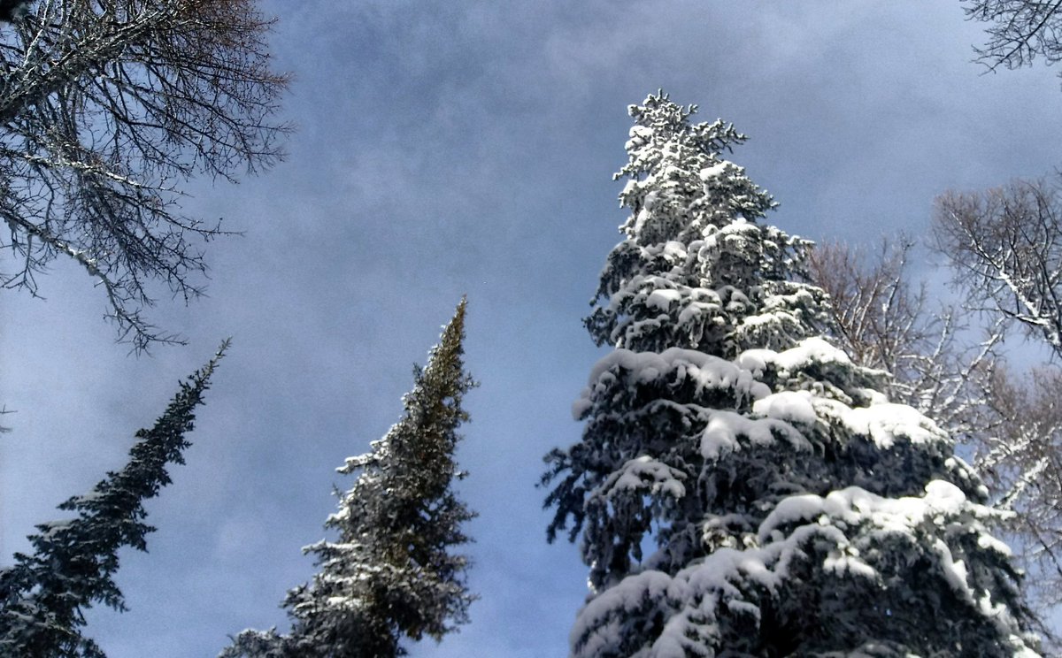 Forest Service NW tweet media
