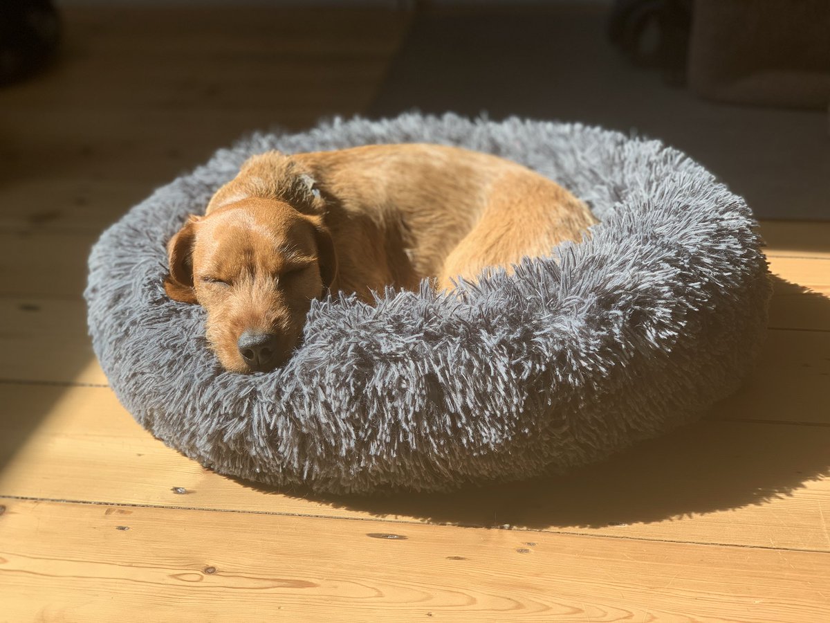 fstewartuk's tweet photo. @DavidAEdgar23 Sleeping dugs, this one is Mabel https://t.co/vmuYoR4dkK