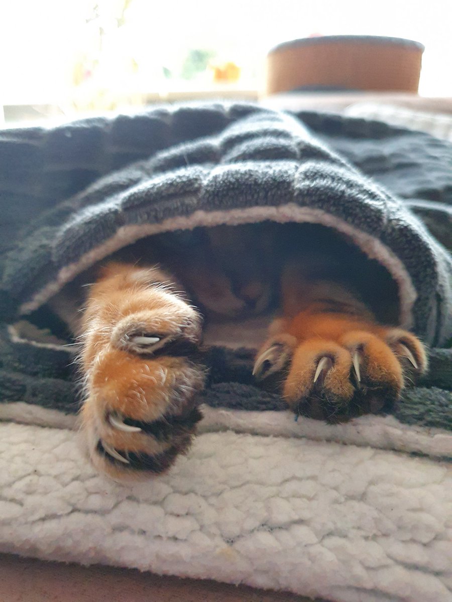 kawwana's tweet photo. #Tassie and his enormous claws 😄🐈 https://t.co/qR8NSKcba0