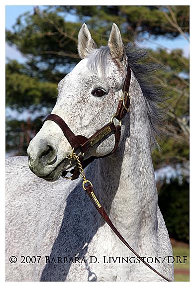 Happy #HolyBull day, everyone!

Horses don't come much more exciting than this handsome grey. HOLY BULL (Great Above-Sharon Brown) won 13 of 16 starts, including 6 G1s, for owner/trainer Jimmy Croll.

But stats don't tell nearly the whole story. Those who saw him remember: WOW.