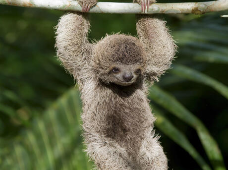 DisgruntledJung's tweet photo. Did you know that there are 2 types of sloths? 

Some sloths have three-toes while others have only two-toes. And all together there are 6 species of sloths. 

The pygmy three-toed sloth is critically endangered with an estimated population of only 100 sloths. https://t.co/L2GGuFrvo5