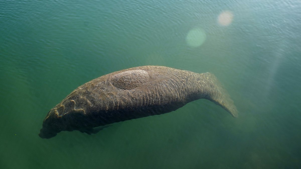 SeaWorld ramps up care for threatened Florida manatees bit.ly/330uMDB