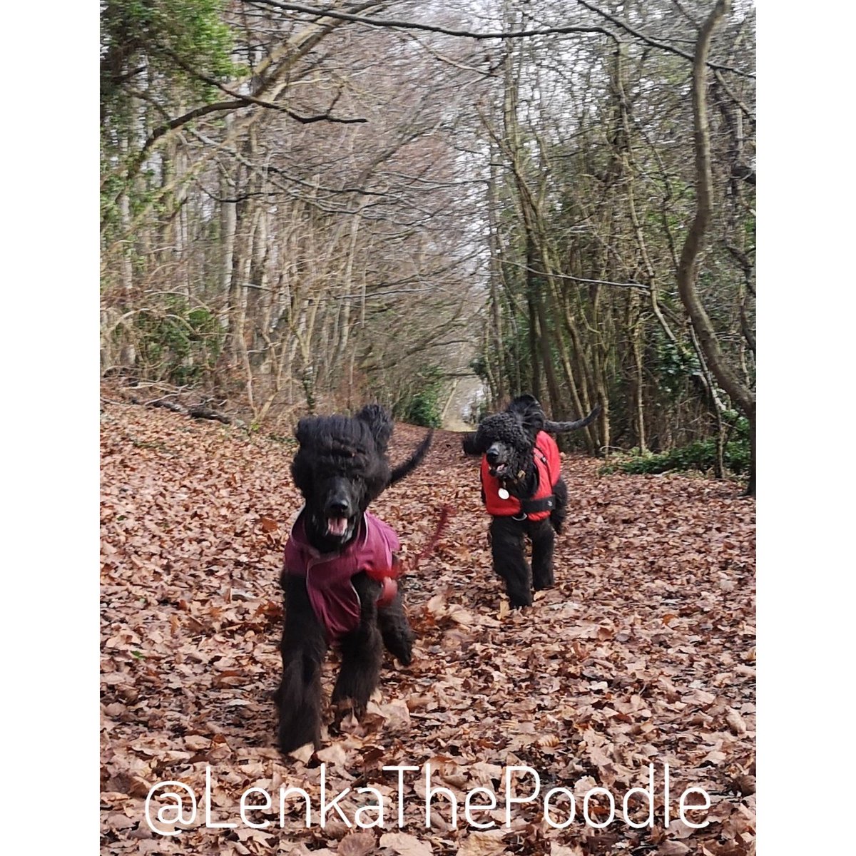 I had fun with <a href="/SpooSuki/">SukiTheSpoo</a> in some new woods this morning 😜
#StandardPoodle #Poodle #DogsOfTwitter #Puppy
