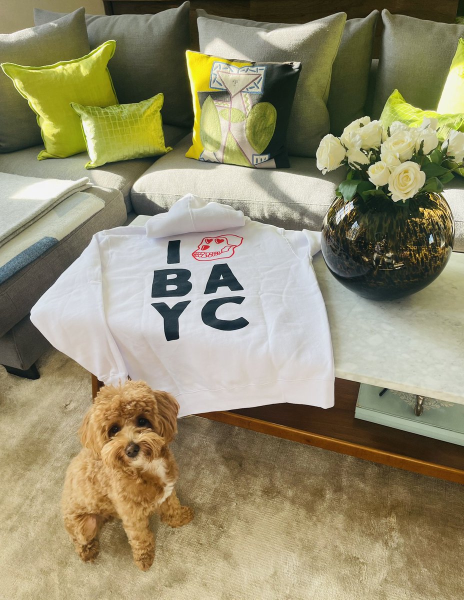 When your dog loves the new BAYC merch more than you. <a href="/BoredApeYC/">Bored Ape Yacht Club 🍌</a> 

#BAYC #BoredApeYachtClub #BAKC #BoredApeYC #MAYC