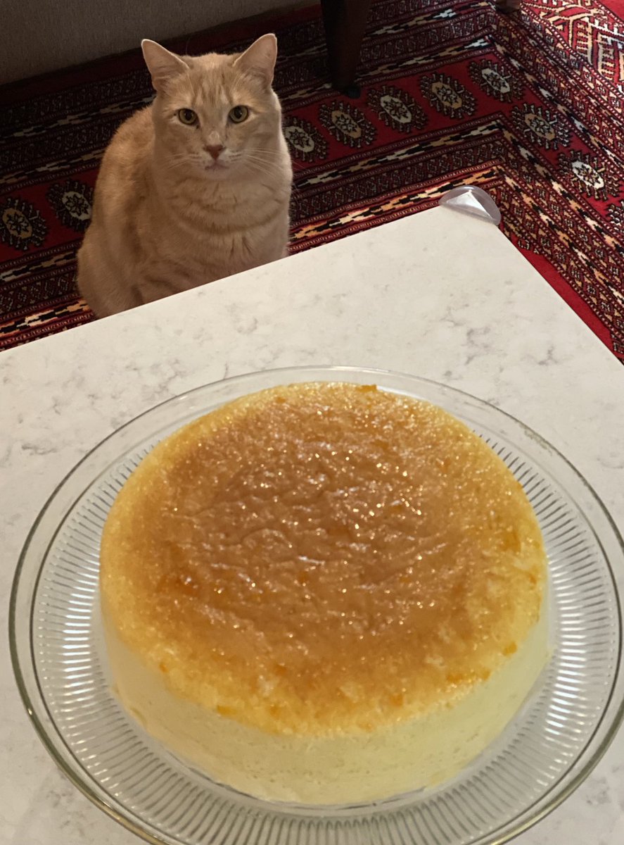 nancyverbeck's tweet photo. #caturday #letthemeatcake https://t.co/0o3WlA4wSX