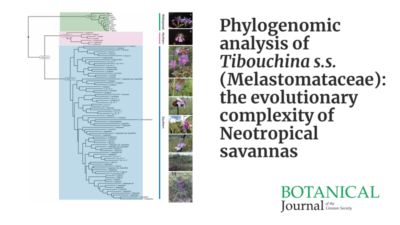 BotJLinnSoc's tweet photo. #Phylogenomics of #Tibouchina s.s. (#Melastomataceae) highlights the evolutionary complexity of Neotropical #savannas. Jantzen (@JohannaJantzen) et al. 
#Neotropics #Biodiversity #CamposRupestres #Cerrado #Evolution
https://t.co/FUMmwOKvIT https://t.co/WSYOboNF7G