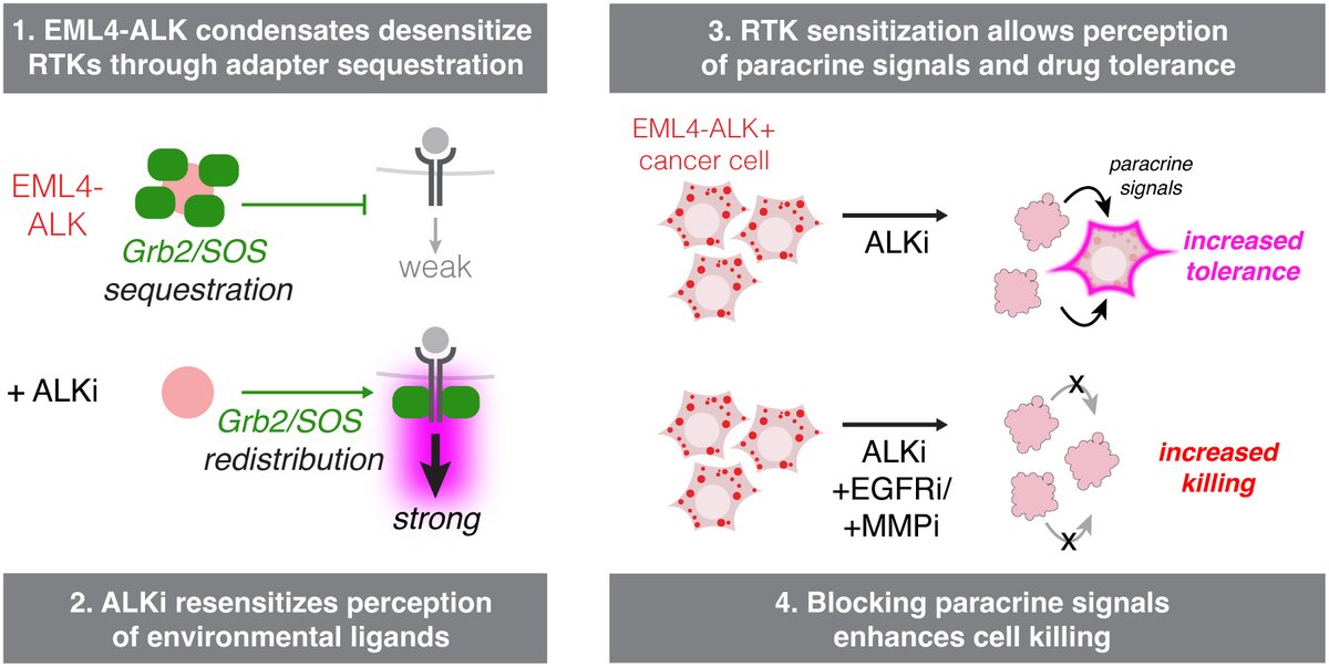 Lee Roth (@leeeroth) on Twitter photo So happy to share our work from the <a href="/BugajLab/">Lukasz Bugaj</a>, led by <a href="/David_GonzMar/">David Gonzalez-Martinez</a>. We found that oncogenic EML4ALK can suppress RTK activation by sequestration of signaling effectors, and how drug treatment leads to hyper sensitized cells that can develop resistance. doi.org/10.1101/2022.0… So happy to share our work from the <a href="/BugajLab/">Lukasz Bugaj</a>, led by <a href="/David_GonzMar/">David Gonzalez-Martinez</a>. We found that oncogenic EML4ALK can suppress RTK activation by sequestration of signaling effectors, and how drug treatment leads to hyper sensitized cells that can develop resistance. doi.org/10.1101/2022.0…