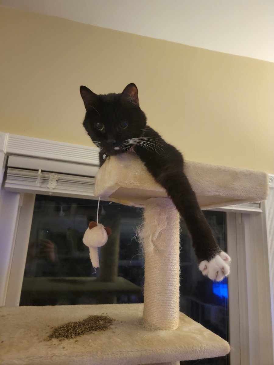 Butters (Chatty Catty)🐾🏳️🌈 tweet media