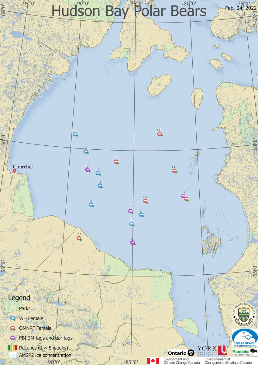 Hudson Bay polar bears are spread far &amp; wide. Seal hunting isn't great in mid-winter. Most bears won't put on weight until spring so an early break-up is always a challenge for the bears.