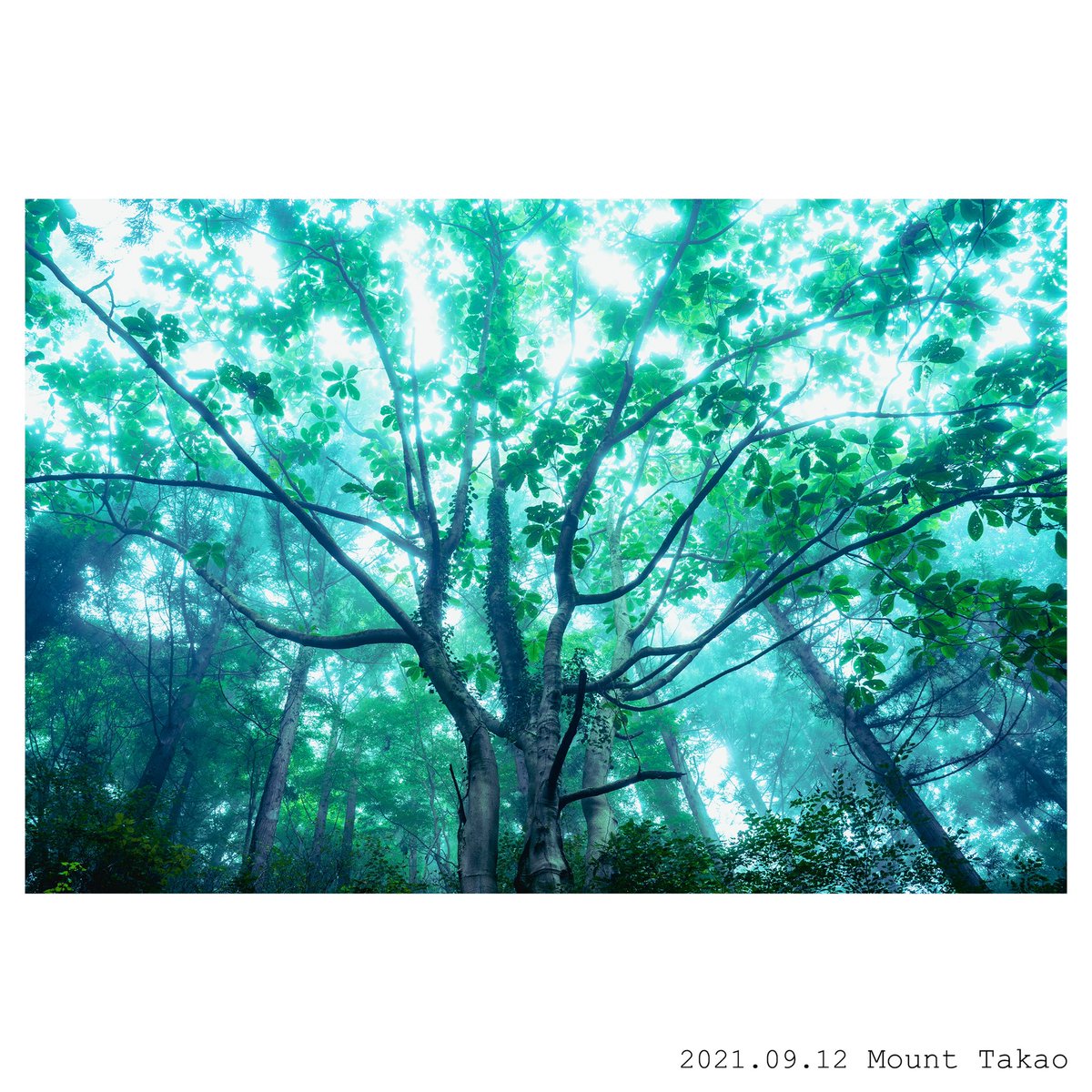 satsueitive's tweet photo. 20年ぶりくらいに高尾山登って早朝の霧の中に撮���。あの時はつまらなかったけど、カメラを趣味にしてから登ったらすごく楽しい。
的確な付加価値をつければ同じ体験が生まれ変わる。 https://t.co/boNkFU6WZB