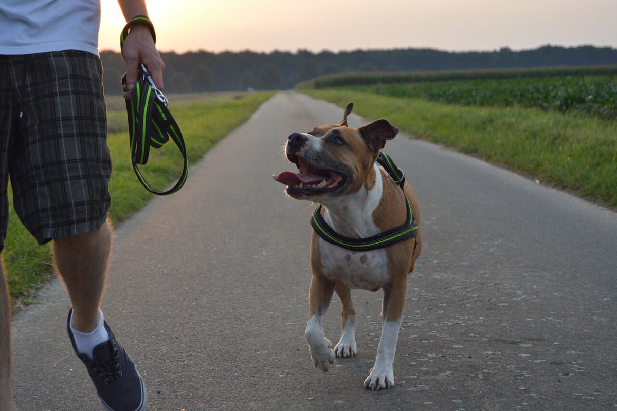 HouseSitMatch's tweet photo. Blog: How to care for Staffordshire Terriers - READ HERE: https://t.co/UbbCydl3WZ
#dogowner #firsttimedogowner #staffordshireterrier #staffordshireterriers #dogcare #petdog #dogsit #dogsitting #doglover https://t.co/trNk8HlHEH