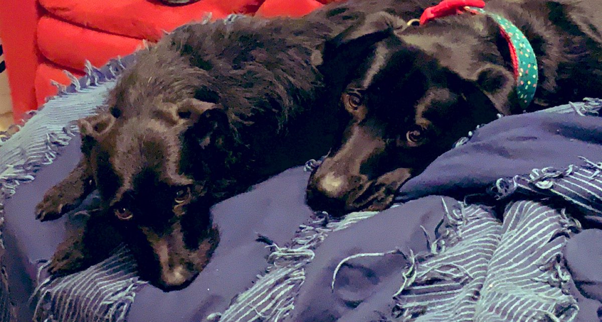HaveAKitKATelyn's tweet photo. Appreciation post of my dogs🖤 I don’t know where I would be without them🖤 https://t.co/gpJ0th3IHL