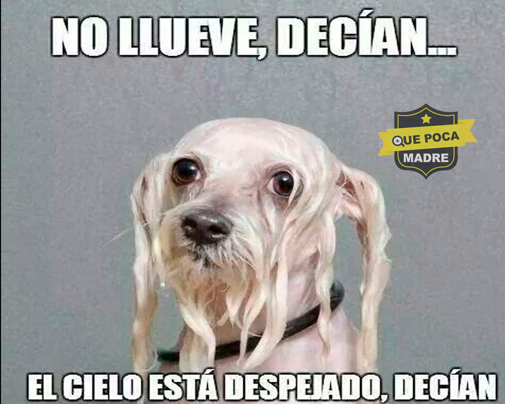 QuePocaMadre_Mx's tweet photo. #NoteMojes
Para el día de hoy se prevén lluvias fuertes en los estados de Ver, Tab, Yuc y QRoo; aisladas en Oax, #EdoMéx, CDMX Y Dgo.
En el Occidente un #caloron pero con aires frescos. https://t.co/MLSj0Auhbh