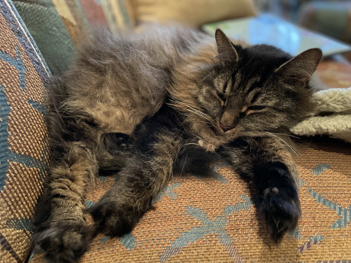 karenaspwriter's tweet photo. Does your #cat need a winter coat (one made by humans)? 

Find out what a vet said when I asked that q in my latest for #DailyPaws: https://t.co/sltG3Jlxwz

And happy #caturday, friends, from my guy Toby who has all the fur he needs to stay warm!

https://t.co/sltG3Jlxwz https://t.co/fVoq6ZlSLB