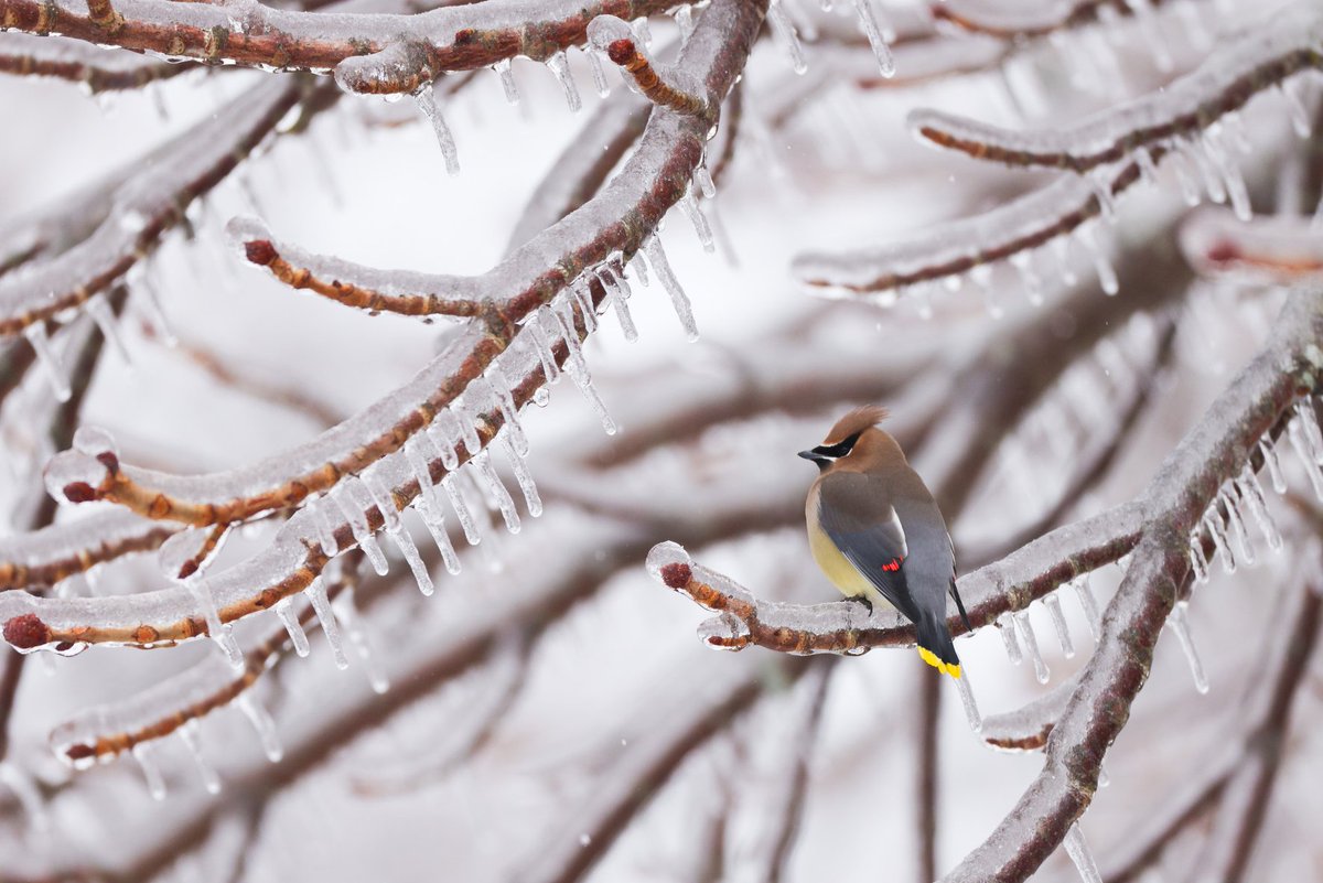 The #CedarWaxwings are out foraging for any exposed berries. While the ice is certainly beautiful, it is an obstacle for everyone this morning