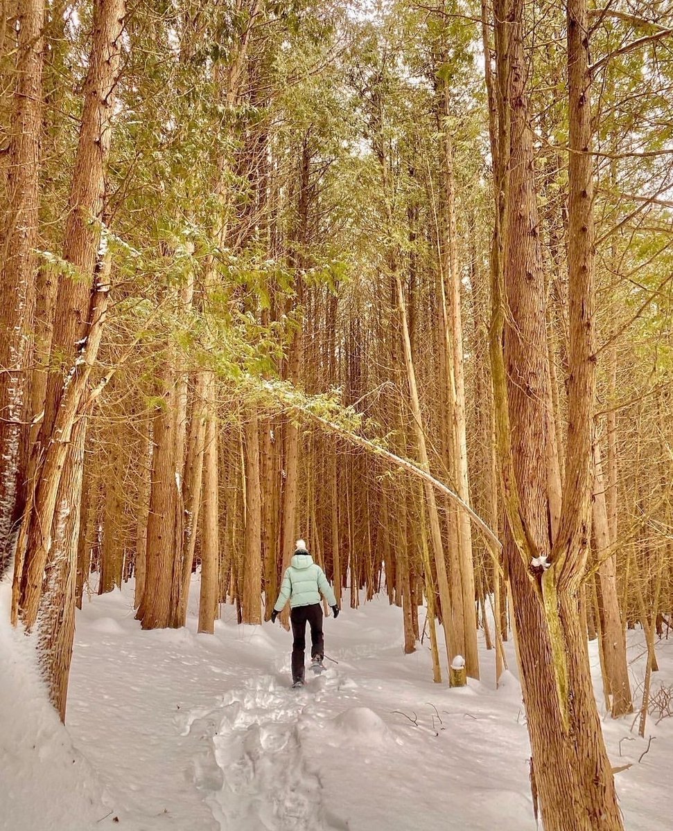 steannesspa's tweet photo. Ready to make the most of winter? During your next stay, strap on a pair of snowshoes and enjoy the many hiking trails on Ste. Anne’s property. Your outdoor adventure will be filled with cedar forests, open fields and fresh Northumberland winter air. https://t.co/5DiM2x2UXc