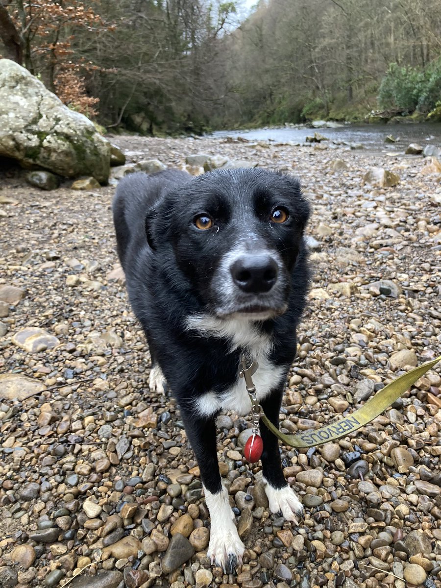 GeordieHound's tweet photo. Today we had an #AdventureSaturday to the Beltingham Yew - a tree over 900 years old! We then went for a wander through Allen Banks and Staward Gorge. Ear flappage got up to 9 in places and it was a bit soggy, but a good time was had by all https://t.co/bi5ex99Ni2