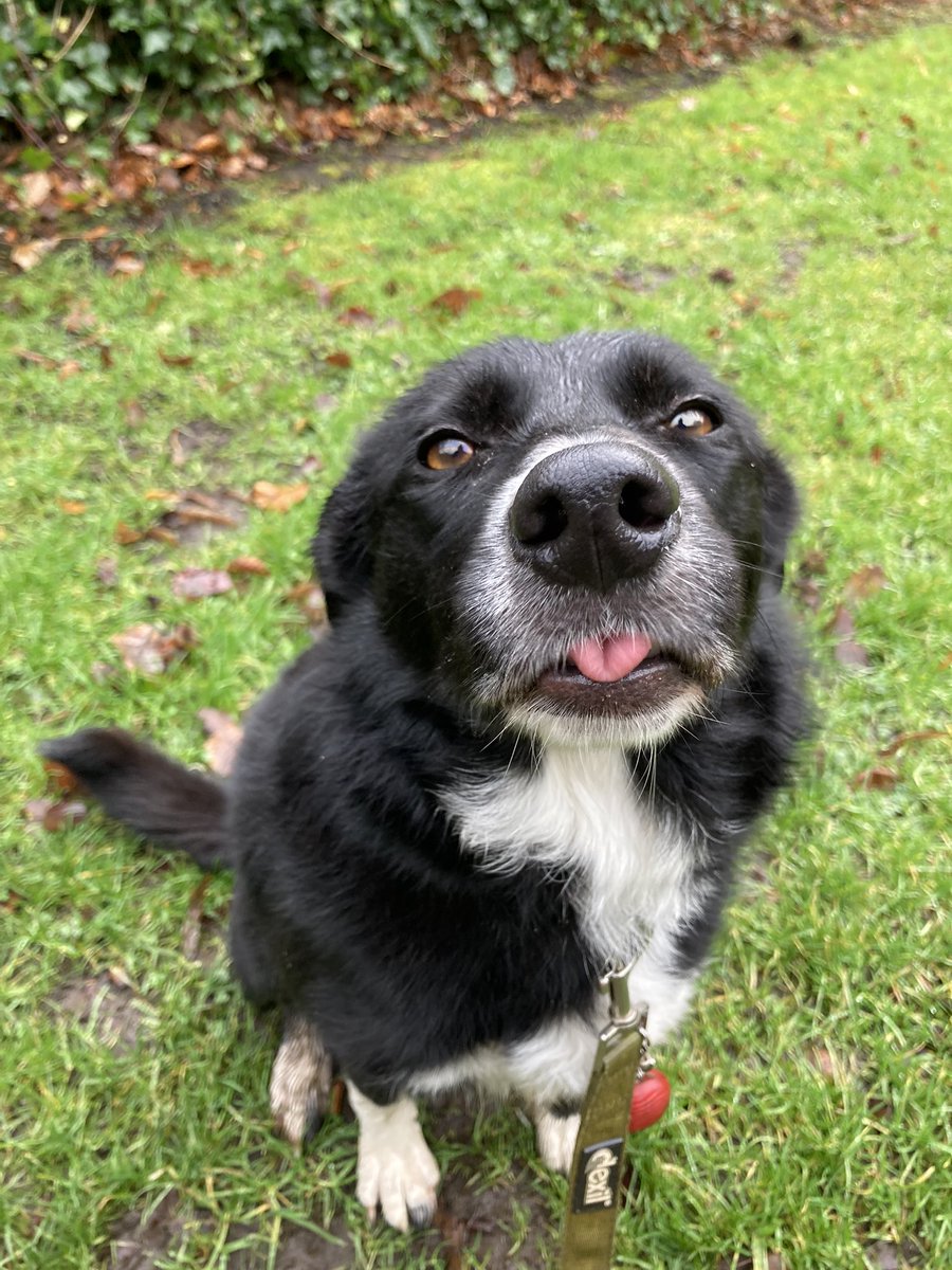 GeordieHound's tweet photo. Today we had an #AdventureSaturday to the Beltingham Yew - a tree over 900 years old! We then went for a wander through Allen Banks and Staward Gorge. Ear flappage got up to 9 in places and it was a bit soggy, but a good time was had by all https://t.co/bi5ex99Ni2
