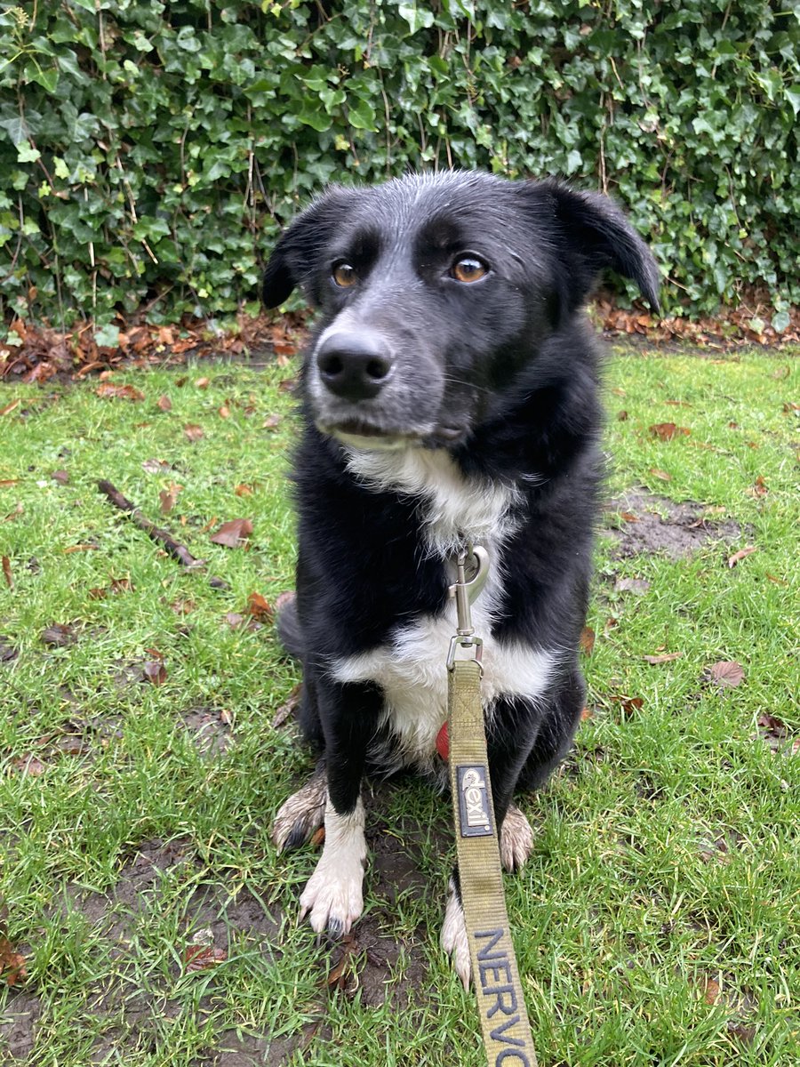 GeordieHound's tweet photo. Today we had an #AdventureSaturday to the Beltingham Yew - a tree over 900 years old! We then went for a wander through Allen Banks and Staward Gorge. Ear flappage got up to 9 in places and it was a bit soggy, but a good time was had by all https://t.co/bi5ex99Ni2