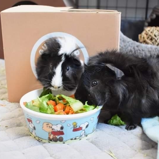 GuineaDad's tweet photo. I LOVE IT! Some Saturday morning seratonin with our #GuineaDadModels of the day! π #boop
#cuteasever #guineapig #guineadad
πΈ: @1pig2pig
Click the link in our bio to shop for your piggies today π§‘β https://t.co/n0VF8wst13