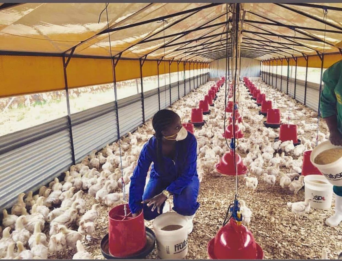 Sehlahlanatrad1's tweet photo. @MichaelBucwa Hi we build Structures for Broilers chicken's and layers chicken, we move around and make it happen. For more information contact us at info@sehlahlanatrading.co.za or WhatsApp-me 0722757506 https://t.co/7z13oCyZ5Y