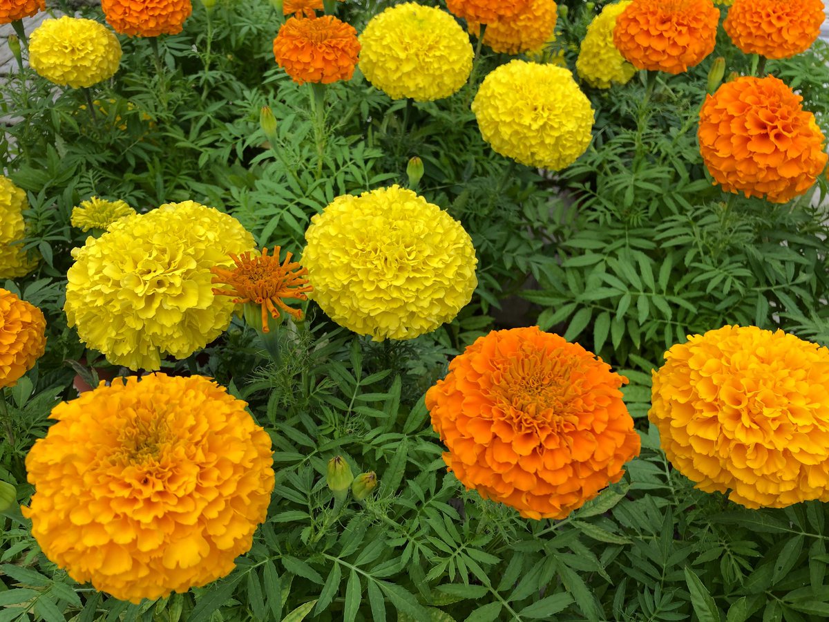 ‘Colour therapy of the day’ 
💛🧡💛🧡💛🧡💛🧡💛

#nannysgardenworld 

#flowers #garden #marigold #orangeflowers #yellowflowers #colourtherapy #flowerphotography #SaturdayThoughts