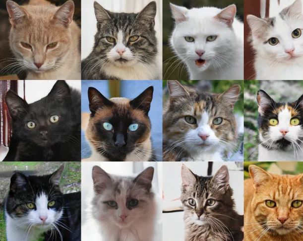 allergycanada's tweet photo. New Cat+ Shampoo now available! - https://t.co/TPB6zWkRvm If you have cat allergies, it's time to try out Allersearch's new Cat+ Shampoo!  The shampoo neutralizes cat allergens and protects against fleas and ticks too! https://t.co/VWNECm2vG7
