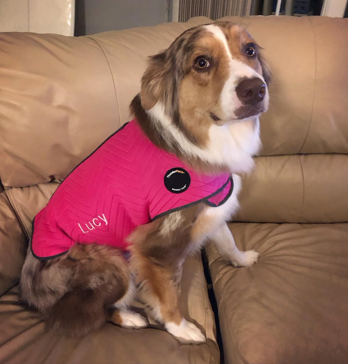pink thundershirt for dogs