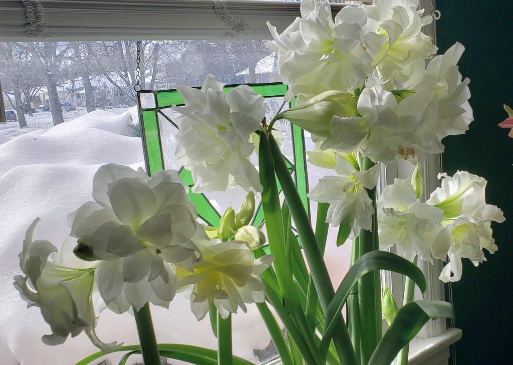 ❄SNOW IN, SNOW OUT!☃️ Keep shifting Hippeastrum (Amaryllis) staging in the South dining window, today it mirrors the outside. Pic 1 is H. 'Snow White' (Hadeco, 2008) joined by 2 pots of notably fragrant H. 'Alfresco' (Hadeco, 2005). Finally with a bit of sun.🌞 Amaryllidaceae
