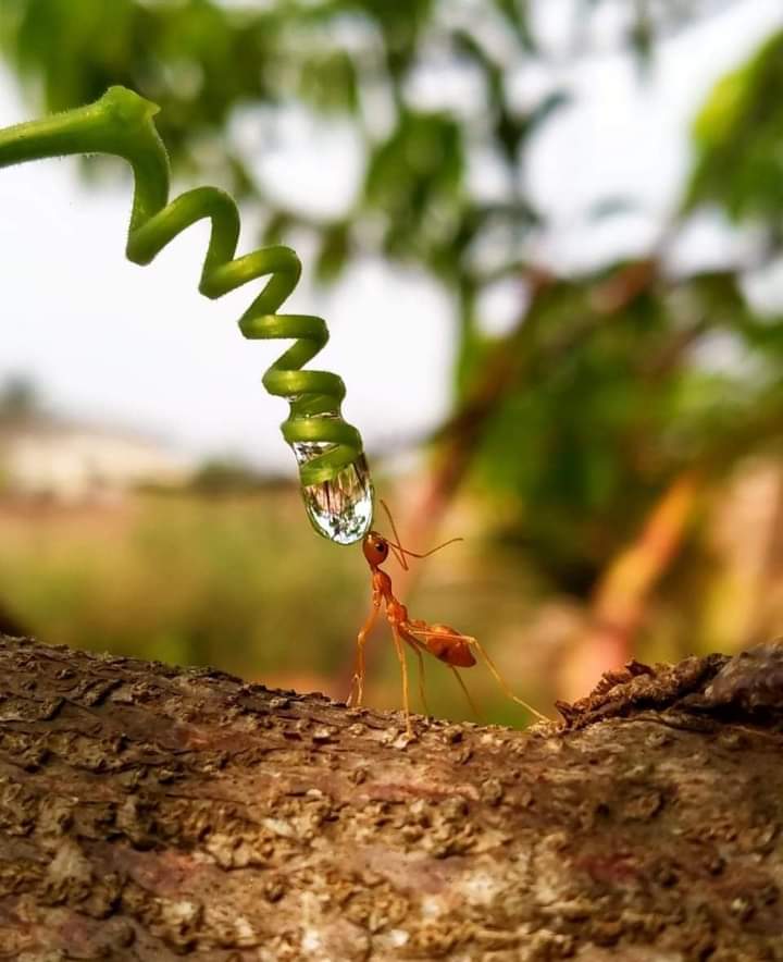 or_khaled's tweet photo. Nature is everything for the whole life.

Let's keep the Environmental sustainability and #Ecosystems &amp; #biodiversity maintenance. https://t.co/fwG1nEFMgL