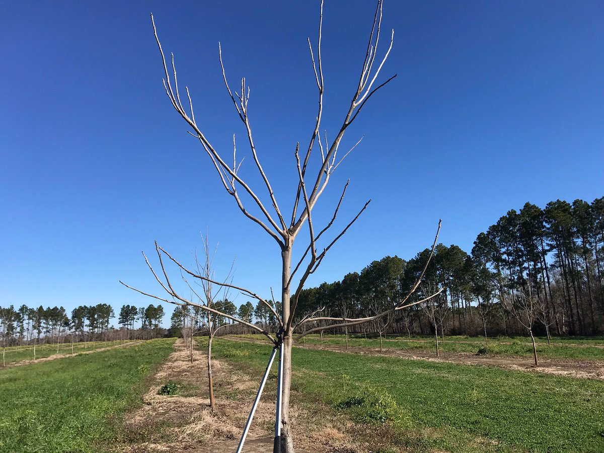 The Orchard Keeper tweet media