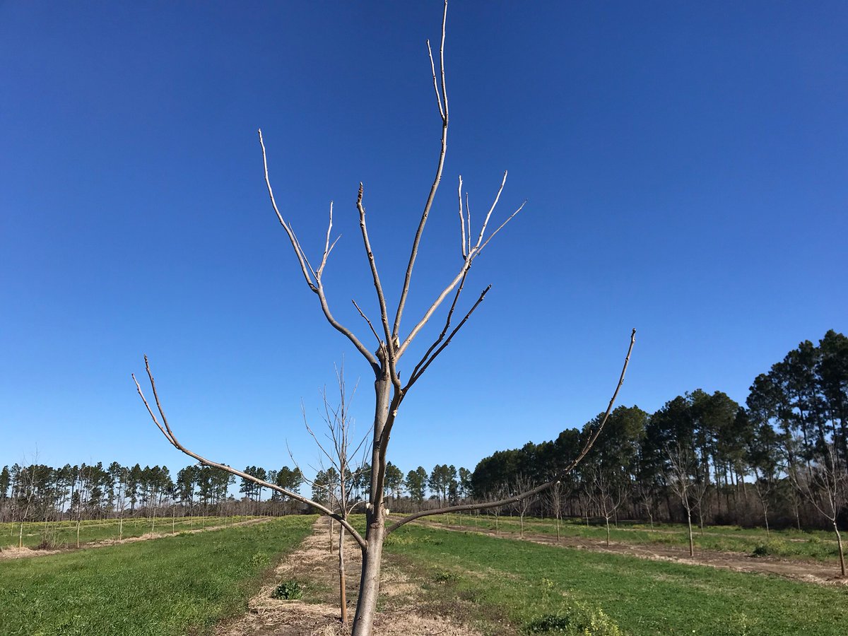 The Orchard Keeper tweet media