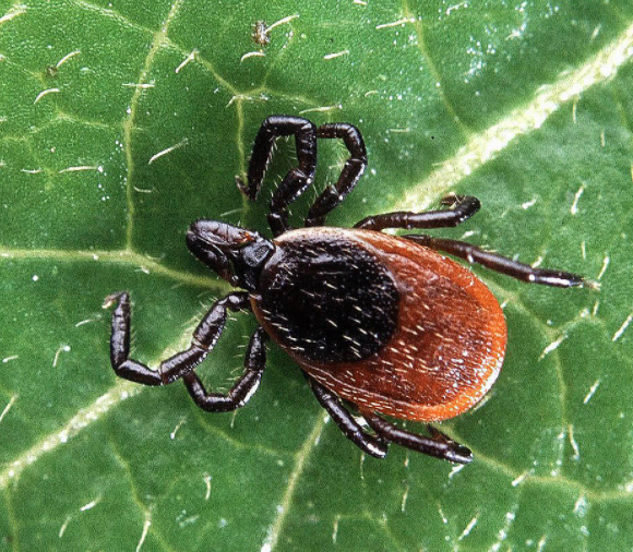 BogochIsaac's tweet photo. Progress on the Lyme disease vaccine front:

Press release data suggests that vaccine candidate VLA15 was safe and immunogenic in a Phase 2 study &amp; there are plans to move ahead with a Phase 3 clinical trial.

Fingers tightly crossed. 

https://t.co/DHPwpJoUnA https://t.co/nj3Kc3fUb7