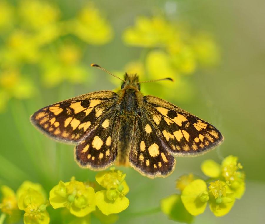 A butterfly that disappeared from England in 1976 established a stable population in Northamptonshire — plus 8 other good news stories from this week

positive.news/society/positi…