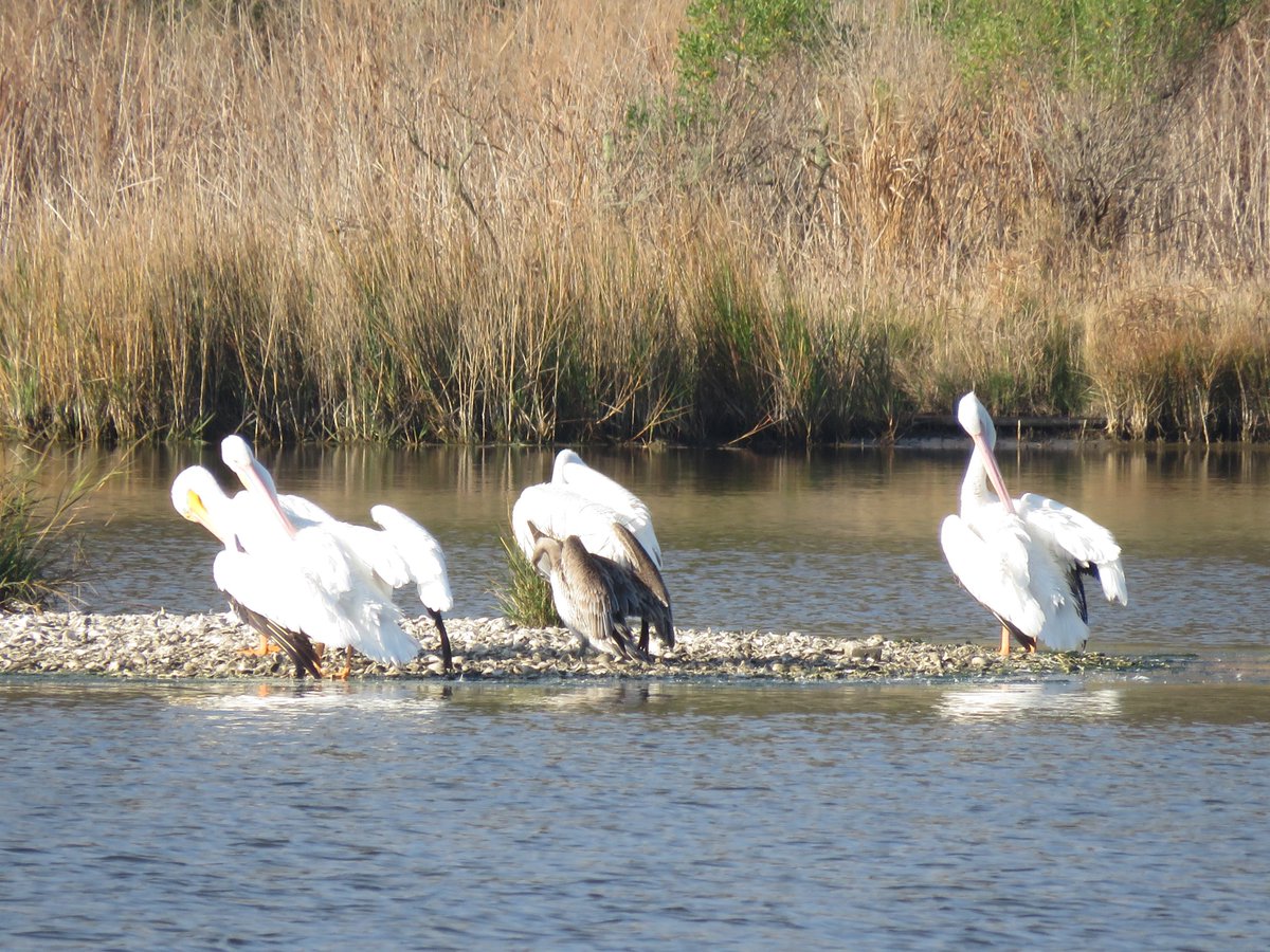 I know American White Pelicans are big, but wow I didn't realize how much they dwarf Brown Pelicans until I saw them all sitting together! Those are some big birds!!

South Carolina, December 2021