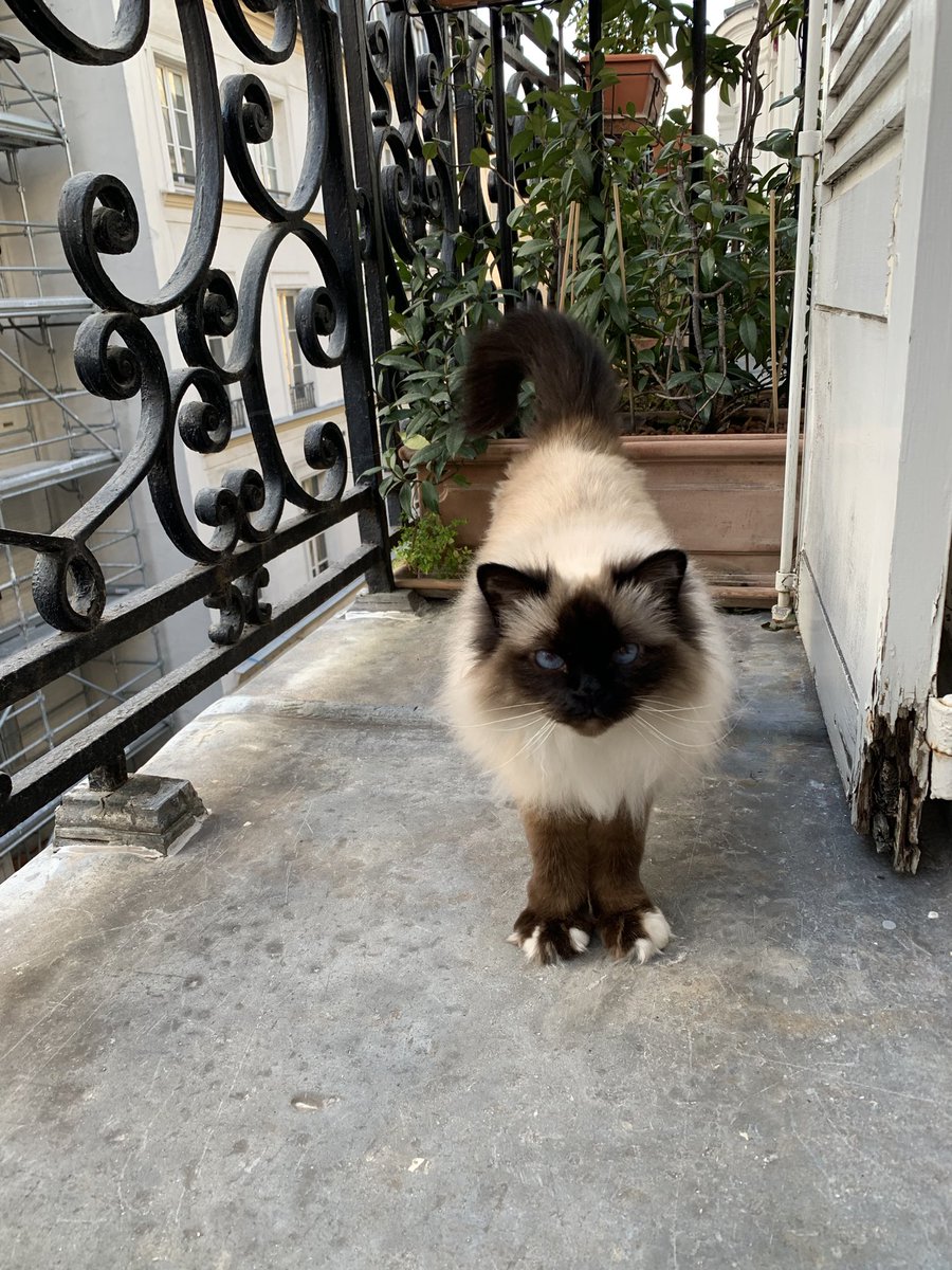 gummythecat's tweet photo. @lucymusiccat Thanks 😻😻😻 https://t.co/INiV0m9qNW