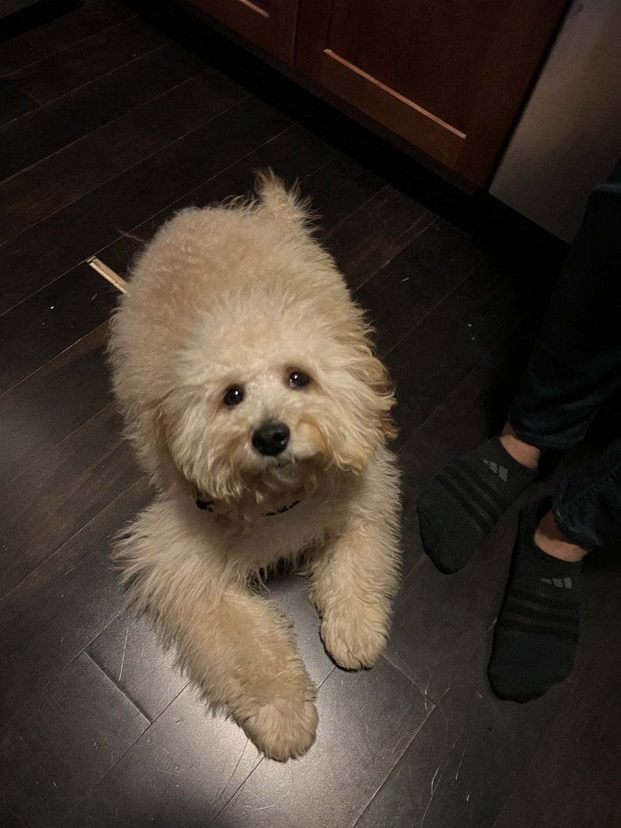 cantuitt's tweet photo. Let’s have a Saturday. Before v after grooming #SimbaSaturday https://t.co/EXDPdJrL3S