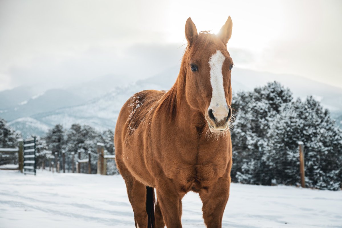 wrgoodie's tweet photo. A normal day on the pasture
#CanonR5 #Colorado #horses #photography https://t.co/dAjqnFne38