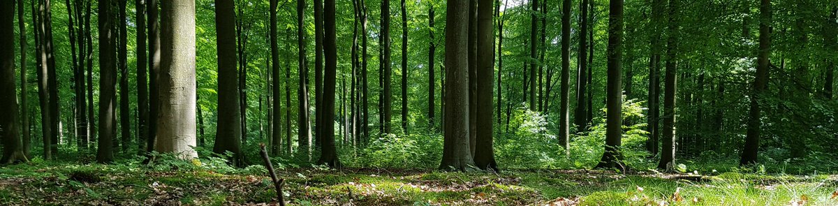 EkoLogIt's tweet photo. Accepted paper ⬇️ Combining lineage-based #SDMs performs better than a traditional #SDM (not informing about lineage-specific climatic niches) at predicting the current & past (Mid-Holocene) distribution of European beech (Fagus sylvatica) 🌳 A 🧵
📰 https://t.co/cWrSrlOq0w https://t.co/WvoC2s9XLT