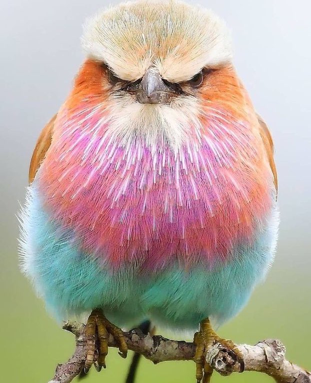 Rengarenk “Deniz Alakargası”