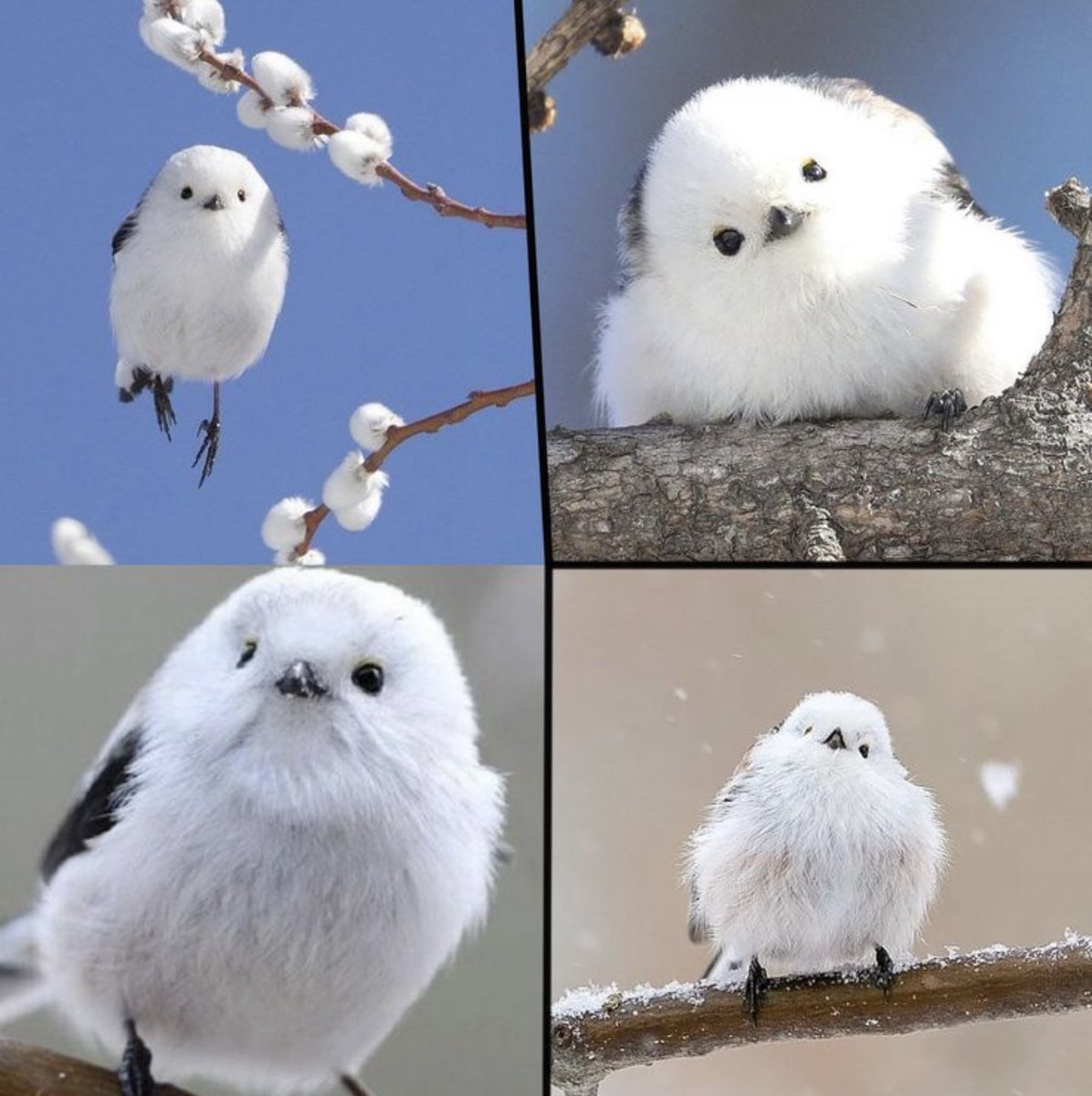 ˗ˏˋJayˎˊ˗ 𓆏 💕 tweet media